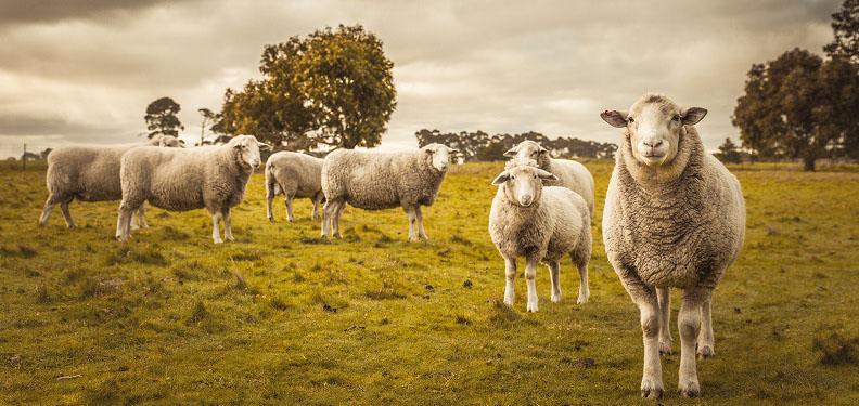 Grazing ewe and lamb showing optimal health and mineral balance