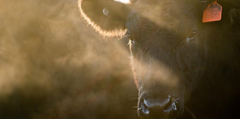 Cattle_Grazing_Foggy_Morning