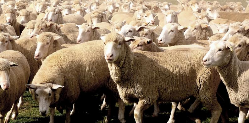 Flock_of_sheep_in_farm_Australia
