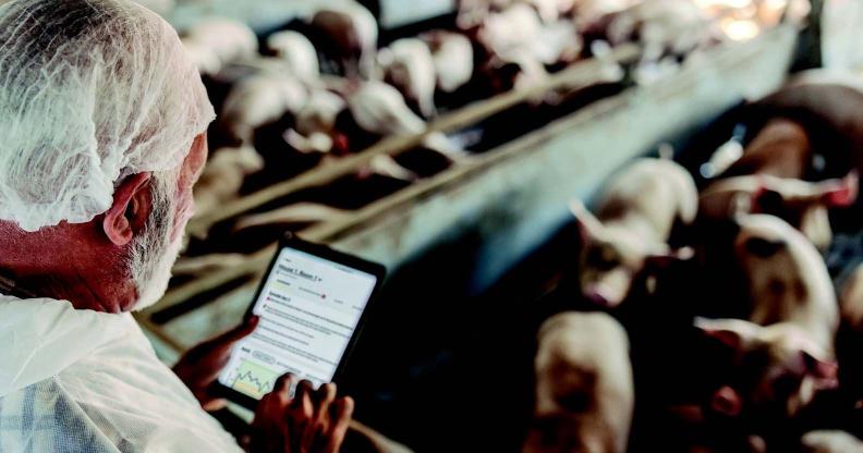 Veterinarian_on_a pig_farm