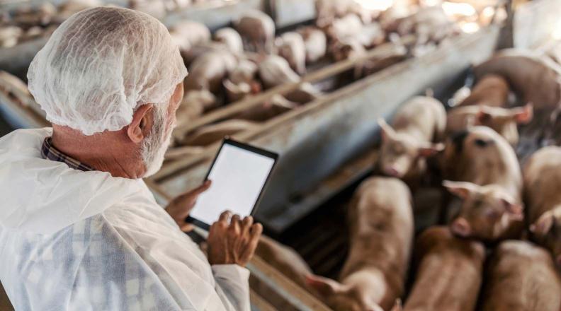 production_economics_pork_industry_australia