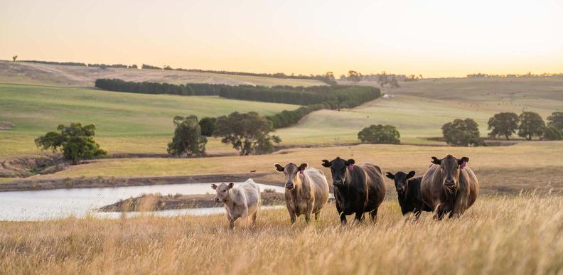 Herd-of-cows-grazing-on-pasture