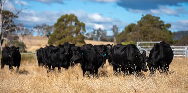 beautiful-cattle-in-Australia-eating-grass-grazing-on-pasture