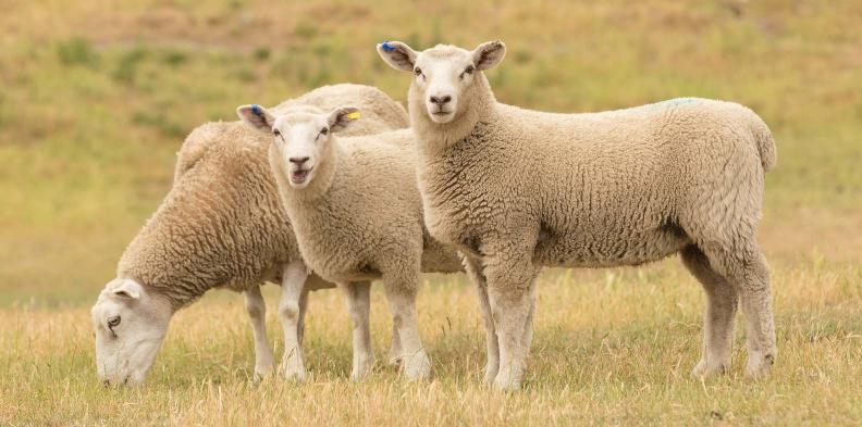 healthy-sheep-grazing-in-a-pasture