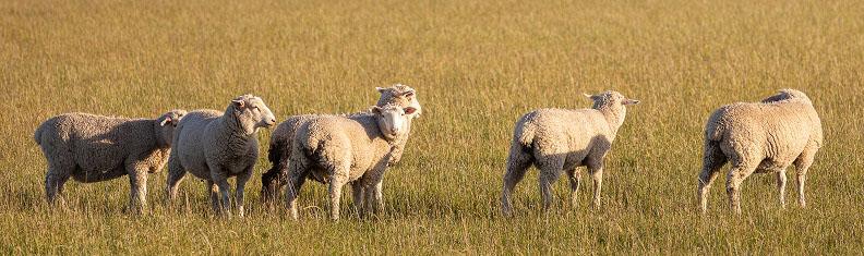 Sheep-grazing-in-a-paddock-in-Victoria-Australia