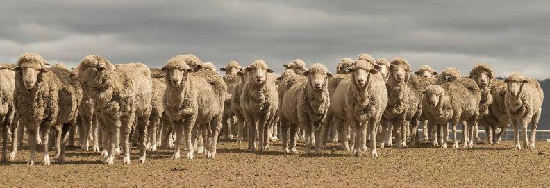 shearing-time-is-lice-eradication-time