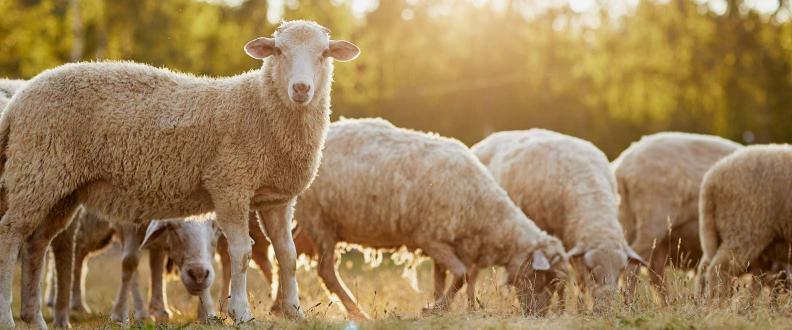 Healthy-Sheep-Grazing-in-a-Sunlit-Pasture-Australia