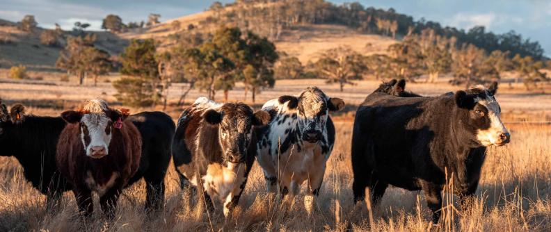 A herd of beef cattle grazing in a dry, golden autumn pasture in Australia, representing the critical season for liver fluke treatment
