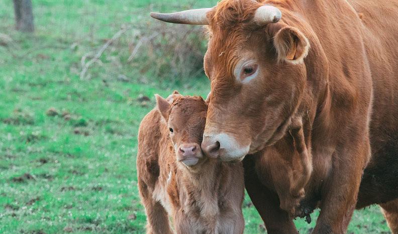 A brown cow and calf in a grassy paddock, illustrating healthy calving and herd reproduction
