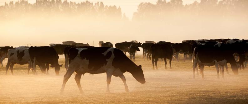 A herd of dairy cattle grazing in a damp, misty pasture, illustrating the wet environmental conditions that increase the risk of liver fluke and worm coinfections.