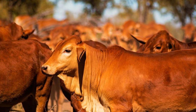 A close-up of a reddish-brown beef cow standing in a large herd, representing Australian cattle affected by buffalo fly
