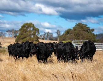 healthy-heifers-grazing-in-a-pasture-in-Australia