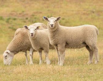 healthy-sheep-grazing-in-a-pasture-Australia