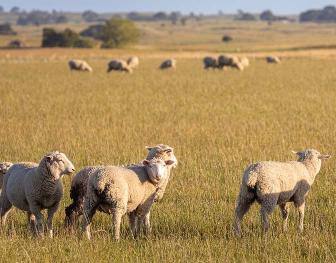 Sheep-grazing-in-a-paddock-in-Victoria-Australia