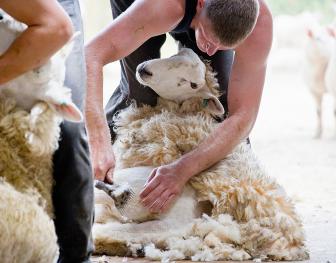 Shearing-time-is-best-lice-eradication-time