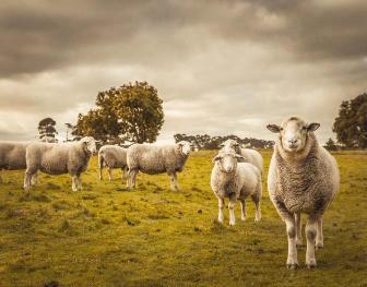 Grazing ewe and lamb showing optimal health and mineral balance