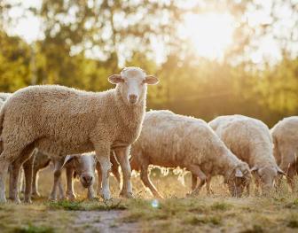 Healthy-Sheep-Grazing-in-a-Sunlit-Pasture-Australia