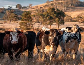 A herd of beef cattle grazing in a dry, golden autumn pasture in Australia, representing the critical season for liver fluke treatment.