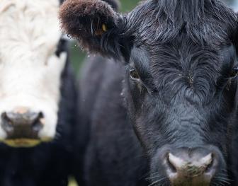 Close-up of cattle coat showing signs of winter moisture, used for an article on monitoring and treating biting and sucking lice in Australian beef herds