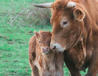 A brown cow and calf in a grassy paddock, illustrating healthy calving and herd reproduction