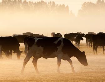 A herd of dairy cattle grazing in a damp, misty pasture, illustrating the wet environmental conditions that increase the risk of liver fluke and worm coinfections.