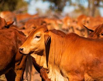 A close-up of a reddish-brown beef cow standing in a large herd, representing Australian cattle affected by buffalo fly