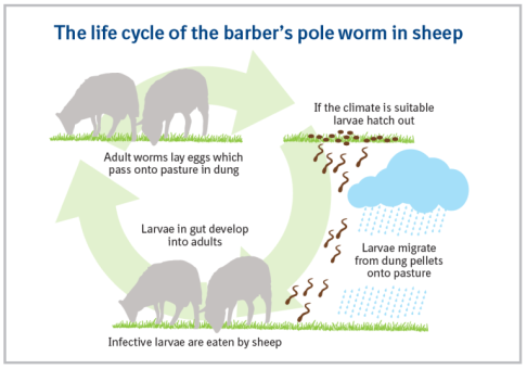 life_cycle_barbers_pole.png