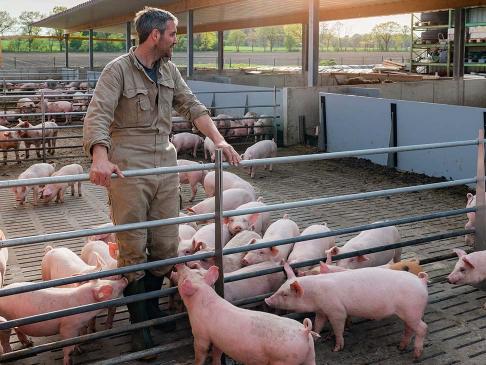 Farmer_on_a_pig_farm