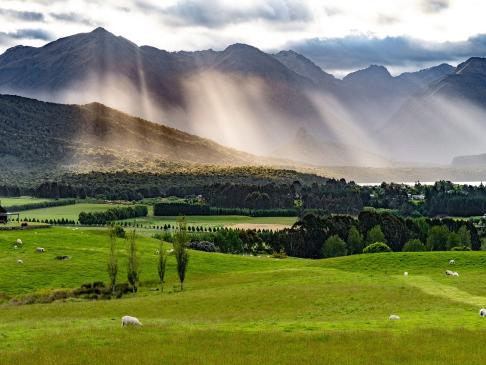 Pasture-New-Zealand