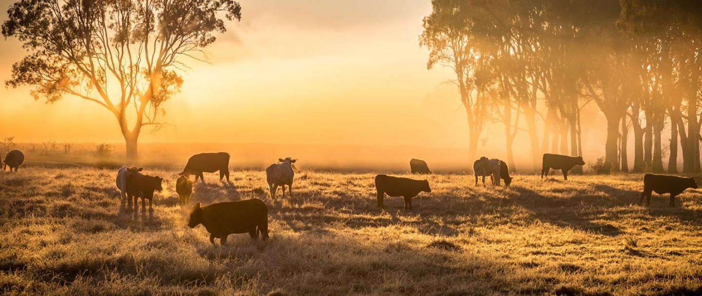 cattle_in pasture_morning_fog_large