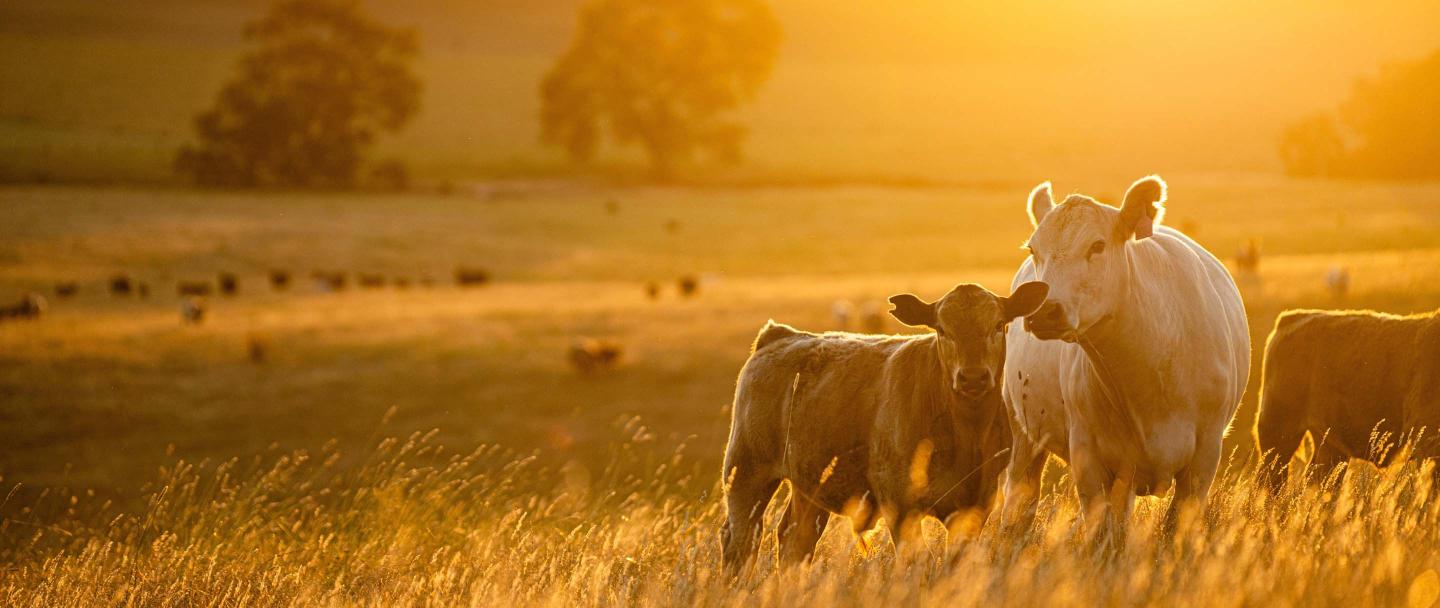 beautiful-cattle-in-Australia-grazing-on-pasture
