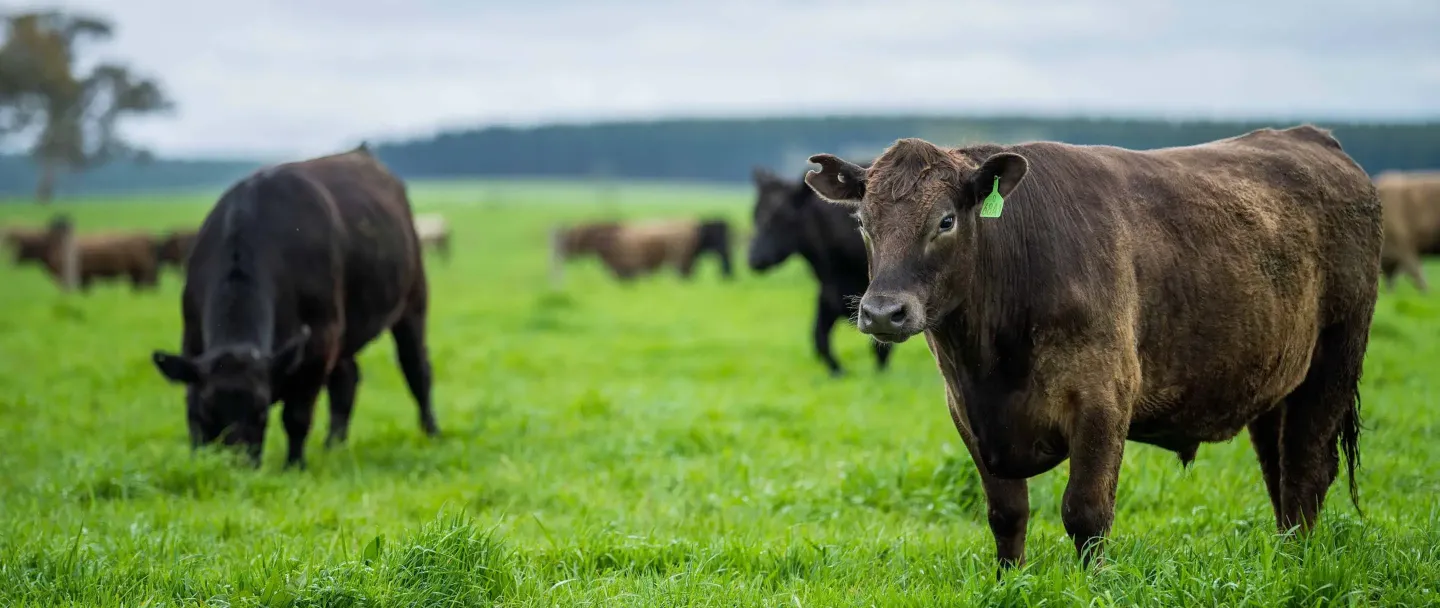 Beef-bulls-cows-calves-grazing-on-grass-Australia