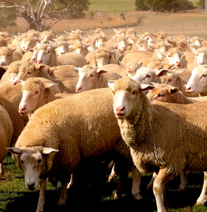 Flock_of-Sheep_in_a_farm_in_Australia_small