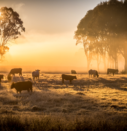 cattle_in pasture_morning_fog_small