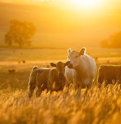 beautiful-cattle-in-Australia-grazing-on-pasture