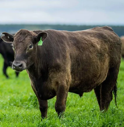 Beef-bulls-cows-calves-grazing-on-grass-Australia