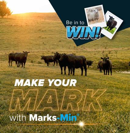 Black cattle grazing in a green pasture. Text reads 'Make your MARK with Marks-Min' and 'Be in to WIN!' with polaroid photos of sheep and cattle