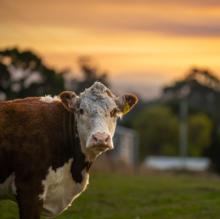 cows_grazing_tasmania_Australia.jpg