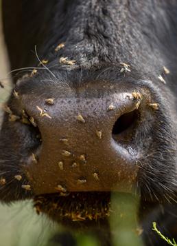 flies on cow face
